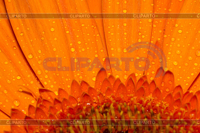 Macro anaranjada del Gerbera | Foto de alta resolución |ID 5601624