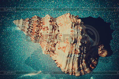 Giant Seashell Macro Отфильтрованный | Фото большого размера |ID 6265865