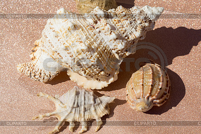 Macro gigante Seashell | Foto de alta resolución |ID 6265903