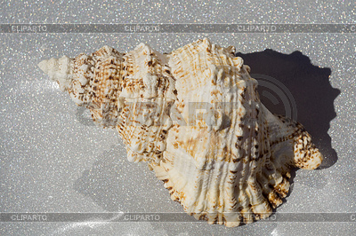 Macro gigante Seashell | Foto de alta resolución |ID 6265904