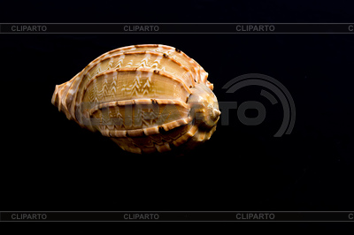 Macro concha de mar | Foto de alta resolución |ID 6265921
