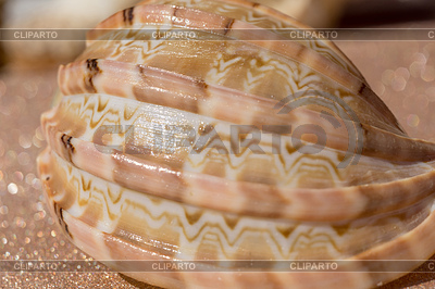 Macro concha de mar | Foto de alta resolución |ID 6265922