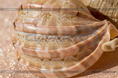 Macro concha de mar | Foto de alta resolución |ID 6265923