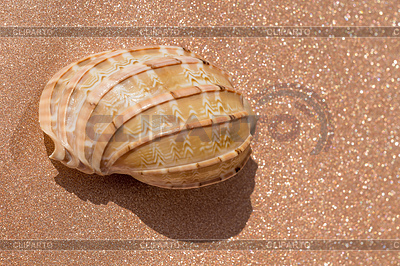 Macro concha de mar | Foto de alta resolución |ID 6265925