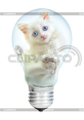 Electric lamp and kitten | High resolution stock photo |ID 4821270
