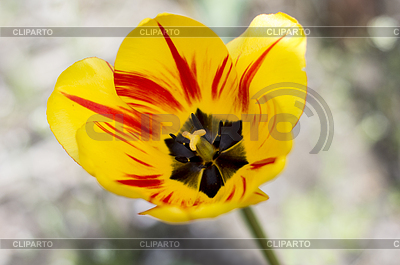 Un hermoso tulipán amarillo | Foto de alta resolución |ID 5711567