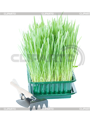 Green grass and garden tools | High resolution stock photo |ID 5756977