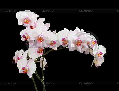 Orquídea blanca | Foto de alta resolución |ID 5862748