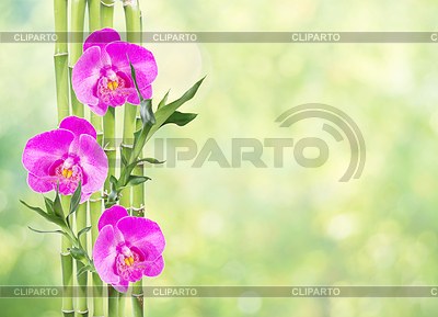 Bambú de la suerte y tres flores de orquídeas | Foto de alta resolución |ID 5928290