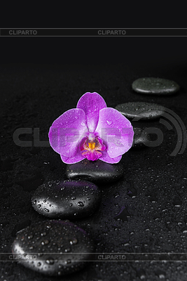 Spa concepto zen con piedras y flores de orquídeas | Foto de alta resolución |ID 5972485