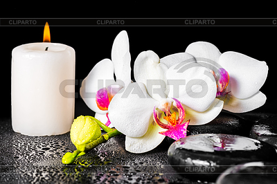 Hermoso concepto de spa de la floración blanca y roja | Foto de alta resolución |ID 5507609