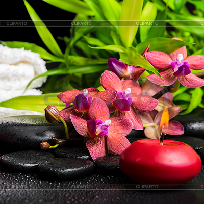 Concepto de spa de la ramita floreciente de la flor de la orquídea roja, | Foto de alta resolución |ID 5605910