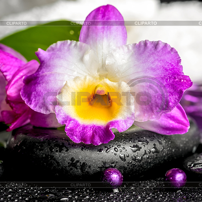 Spa-Hintergrund der Orchidee Dendrobium, grünes Blatt | Foto mit hoher Auflösung |ID 5704767