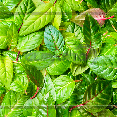 Beautiful green leaves of fuchsia as background | High resolution stock photo |ID 5786433