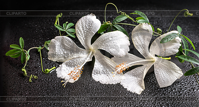 Hermosa concepto de spa de la floración blanca delicada | Foto de alta resolución |ID 5861367