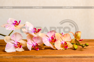 Hermosa composición de la orquídea floreciente rama | Foto de alta resolución |ID 5897122