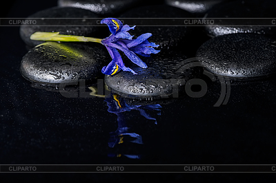 Beautiful spa concept of blooming iris flower and | High resolution stock photo |ID 5963053