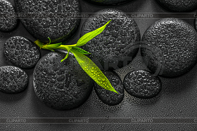 Top down beautiful spa composition of green branch | High resolution stock photo |ID 6283692